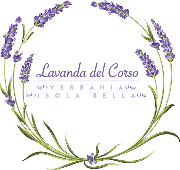 lavanda del corso