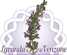 lavanda di venzone